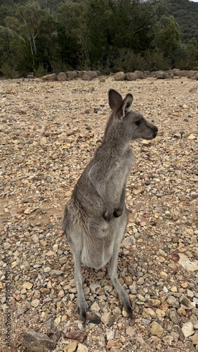 A close-up portrait of a curious kangaroo standing upright on rocky ground in Australian bushland. Perfect for wildlife, travel, and nature themes, showcasing unique Australian fauna.