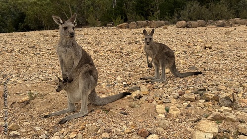 A close-up portrait of a curious kangaroo standing upright on rocky ground in Australian bushland. Perfect for wildlife, travel, and nature themes, showcasing unique Australian fauna.