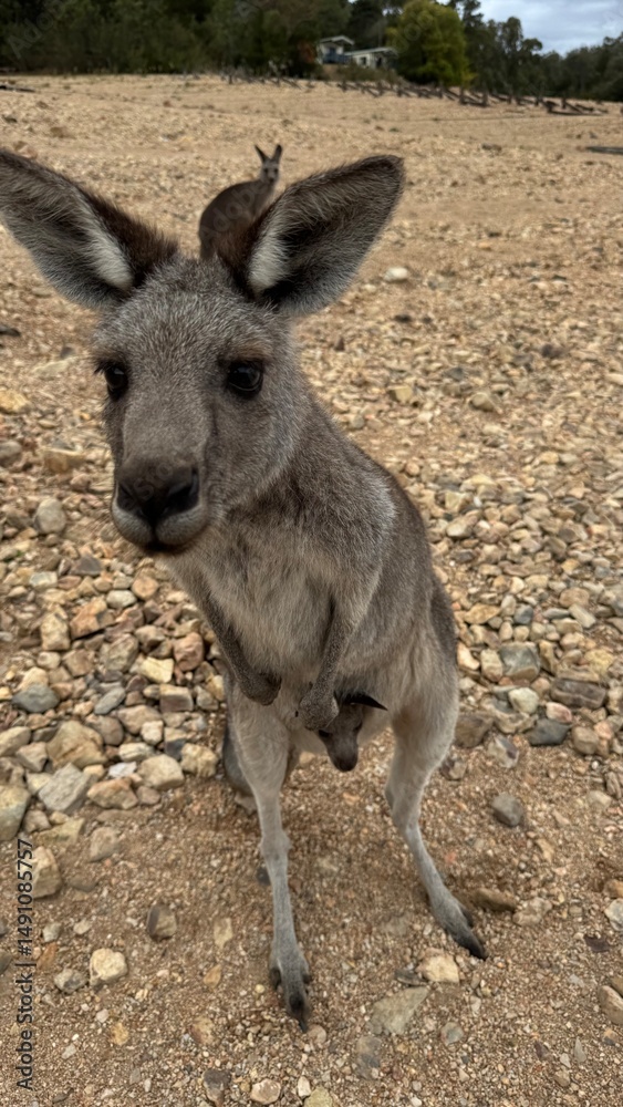 A close-up portrait of a curious kangaroo standing upright on rocky ground in Australian bushland. Perfect for wildlife, travel, and nature themes, showcasing unique Australian fauna. A close-up portrait of a curious kangaroo standing upright on rocky ground in Australian bushland. Perfect for wildlife, travel, and nature themes, showcasing unique Australian fauna.