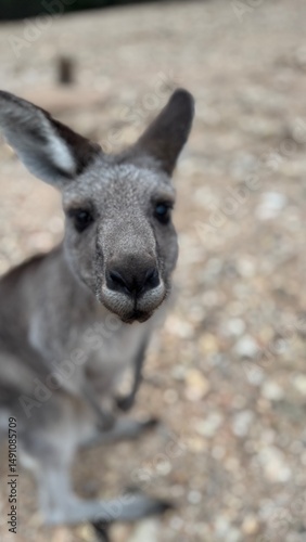 A close-up portrait of a curious kangaroo standing upright on rocky ground in Australian bushland. Perfect for wildlife, travel, and nature themes, showcasing unique Australian fauna.