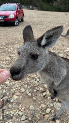 A close-up portrait of a curious kangaroo standing upright on rocky ground in Australian bushland. Perfect for wildlife, travel, and nature themes, showcasing unique Australian fauna.