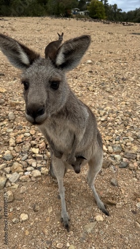 A close-up portrait of a curious kangaroo standing upright on rocky ground in Australian bushland. Perfect for wildlife, travel, and nature themes, showcasing unique Australian fauna.