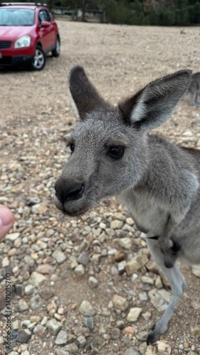 A close-up portrait of a curious kangaroo standing upright on rocky ground in Australian bushland. Perfect for wildlife, travel, and nature themes, showcasing unique Australian fauna.