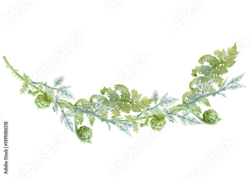Horizontal frame of ferns and pedilanthus. Hand-drawn watercolor natural frame with opened and curled ferns. For wedding invitations, botanical prints, minimalist home decor, romantic greeting cards.