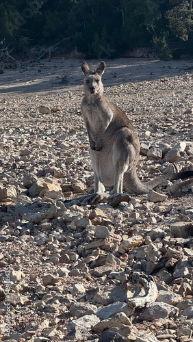 A close-up portrait of a curious kangaroo standing upright on rocky ground in Australian bushland. Perfect for wildlife, travel, and nature themes, showcasing unique Australian fauna.