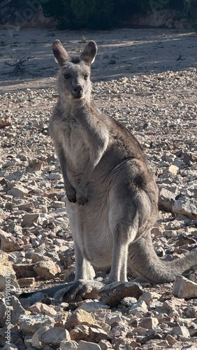 A close-up portrait of a curious kangaroo standing upright on rocky ground in Australian bushland. Perfect for wildlife, travel, and nature themes, showcasing unique Australian fauna.