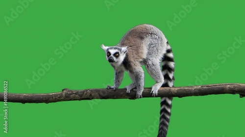 lemur standing on tree log green screen slow motion