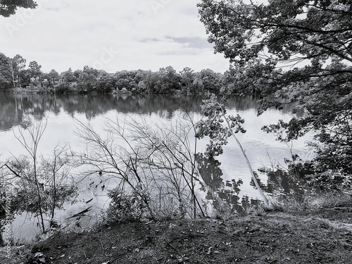 Photography Black and white view across a river overlooking plants growing at the edge, and trees across the other side