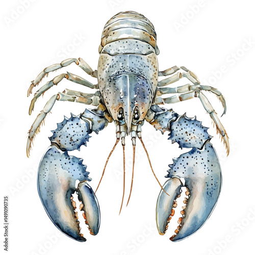 Lobster With Extended Claws, watercolor vector, high quality, isolated on a white background.