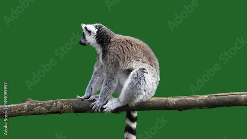 lemur sitting on tree log slow motion green screen