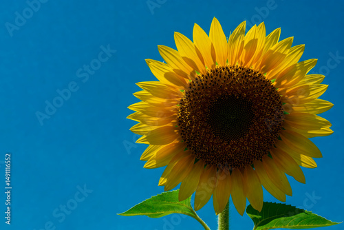 A sunflower against a bright blue sky. Space for text.