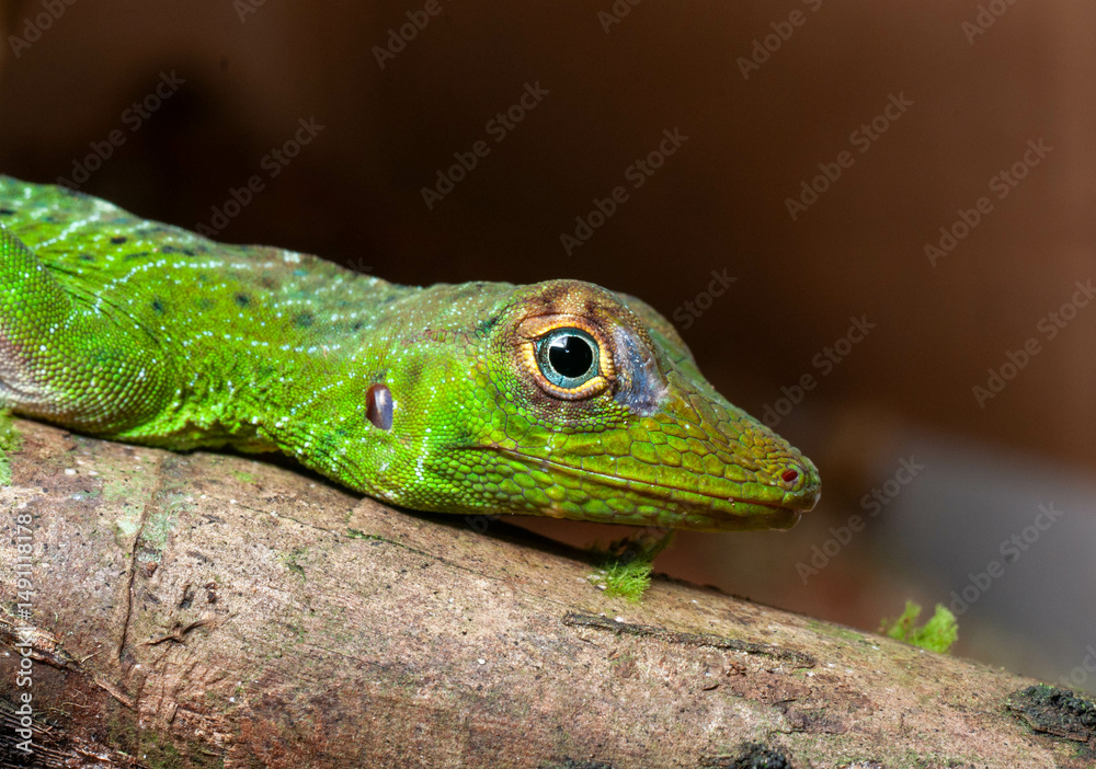 Fototapeta premium Anole eye