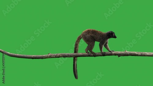 brown lemur standing on a log on green screen, slow motion