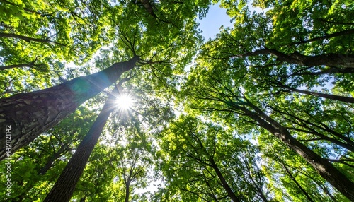 Forest canopy. Sunlight filters through green leaves in a woodland environment, looking upwards