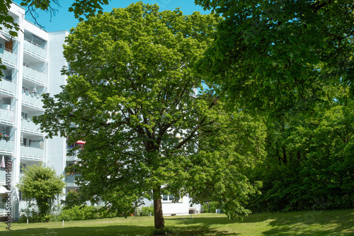 Fototapeta Naklejka Na Ścianę i Meble -  tree in the park