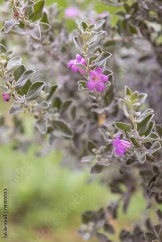 Texas Barometer Bush Texas Sage, Leucophyllum frutescens
