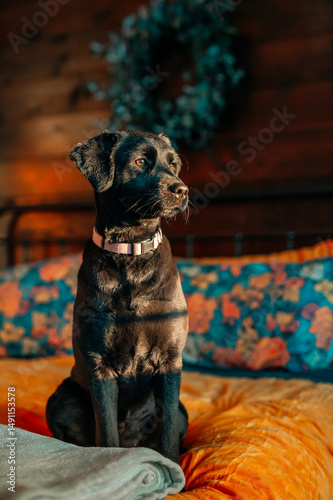 Canvas Print A black lab poses on a bed covered in mustard yellow coverlet with teal yellow a