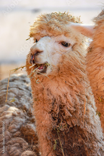 close up of a llama chewing hay