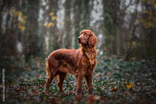 Obraz na plátně Irish setter standing gracefully amidst autumn leaves in a serene forest setting