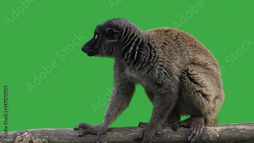 brown lemur on green screen, slow motion