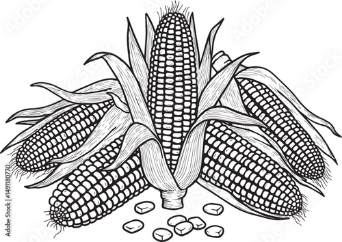 Detailed line drawing of four corn cobs with husks and kernels