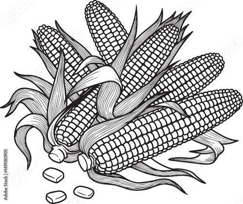 Detailed line art illustration of fresh corn on the cob with kernels