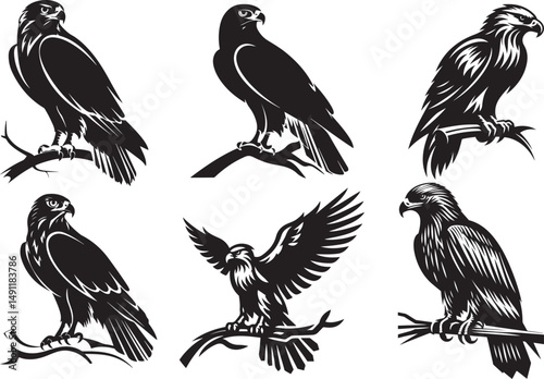 Six black and white hawk and eagle illustrations perched and in flight