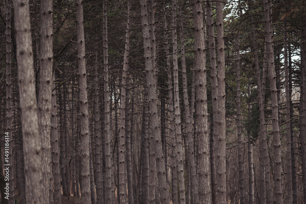 Obraz premium Dense forest with tall pine trees in a twilight setting creates a serene atmosphere for nature lovers and hikers