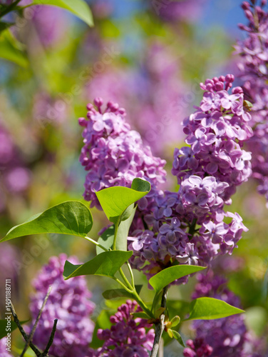 Beautiful lilac bushes filled with purple flowers. Springtime floral background. Outdoor nature.