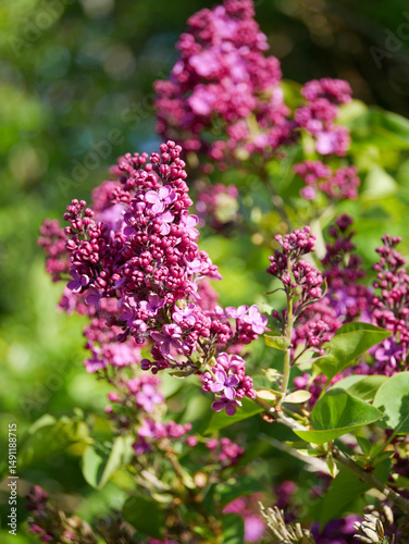 Beautiful lilac bushes filled with purple flowers. Springtime floral background. Outdoor nature.