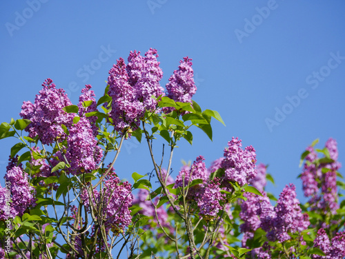 Beautiful lilac bushes filled with purple flowers. Springtime floral background. Outdoor nature.