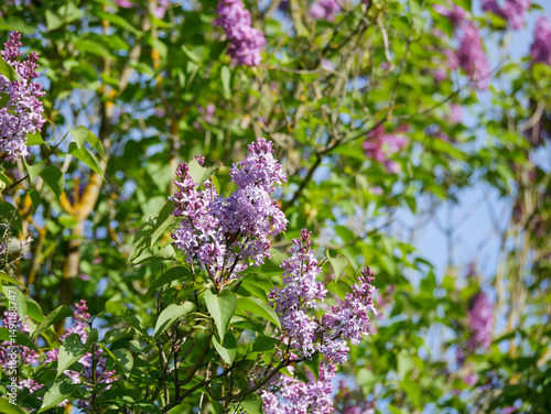 Beautiful lilac bushes filled with purple flowers. Springtime floral background. Outdoor nature.