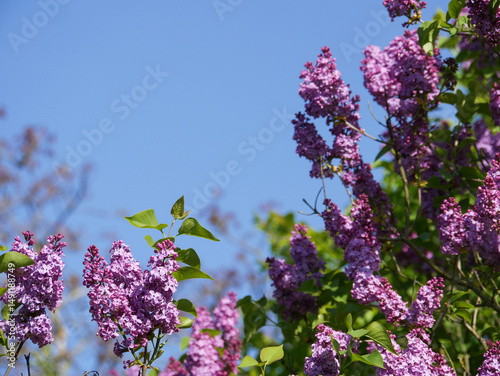 Beautiful lilac bushes filled with purple flowers. Springtime floral background. Outdoor nature.