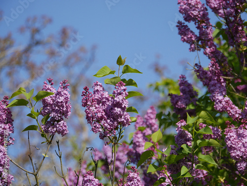 Beautiful lilac bushes filled with purple flowers. Springtime floral background. Outdoor nature.