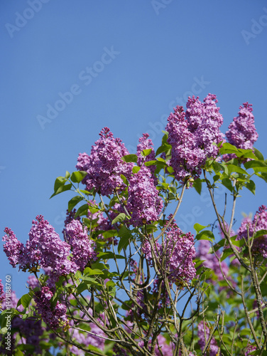 Beautiful lilac bushes filled with purple flowers. Springtime floral background. Outdoor nature.