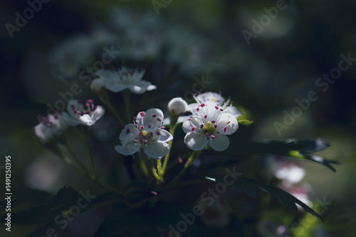  hawthorn or may tree flowers, shallow depth of field and blurred background
