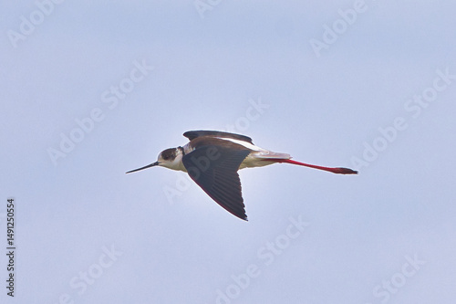 Uzunbacak » Black-winged Stilt » Himantopus himantopus