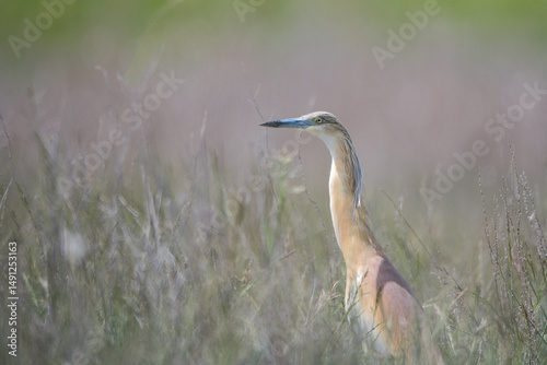 Alaca balıkçıl » Ardeola ralloides » Squacco heron photo