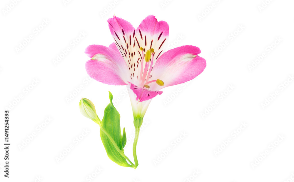 Naklejka premium pink alstroemeria flower isolated on white background