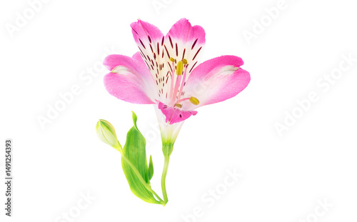pink alstroemeria flower isolated on white background