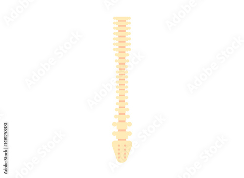 Human spine poster