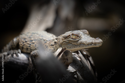 little baby crocodile in the jungle