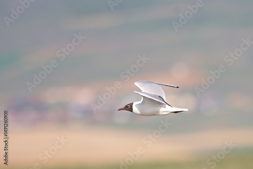  Karabaş martı » Larus ridibundus » Black-headed gull