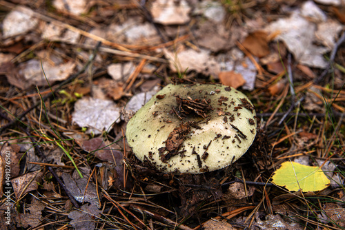 Closeup of a wild green russula mushroom emerging from a forest floor covered with pine needles and dry leaves.
