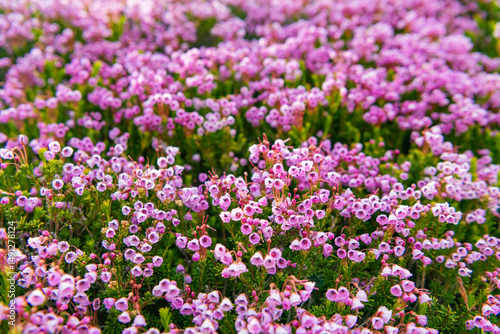 Summer nature. Flowering plant. Flower of pink color in garden. Mountain heather blossom. Pink mountain heather meadow flower. Meadow with wildflower of mountain heather flower in nature