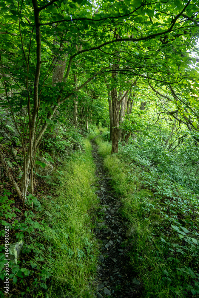 Grasss Line the Cedar Run Trail in Shenandoah Grasss Line the Cedar Run Trail in Shenandoah