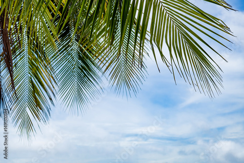 Fototapeta Naklejka Na Ścianę i Meble -  palm tree on blue sky background