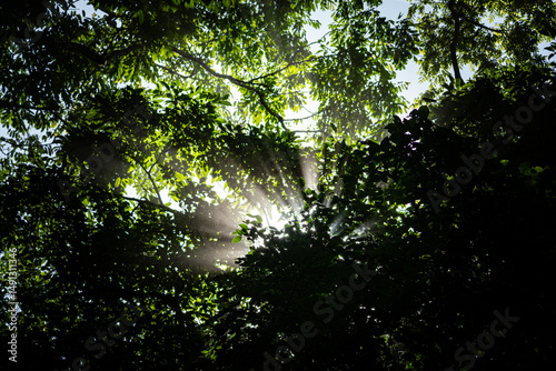 sun shining through trees