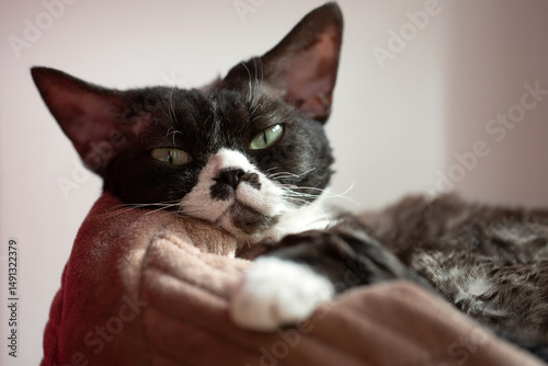 Obraz na plátně A mischievous black-and-white Devon Rex rests its cheek on a paw, gazing directly into the camera with large, luminous green eyes