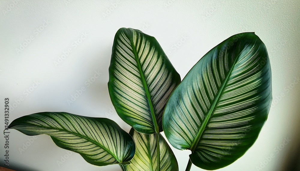 Obraz premium close up of calathea orbifolia leaves in front of a plain background calathea orbifolia tropical plant green leaves